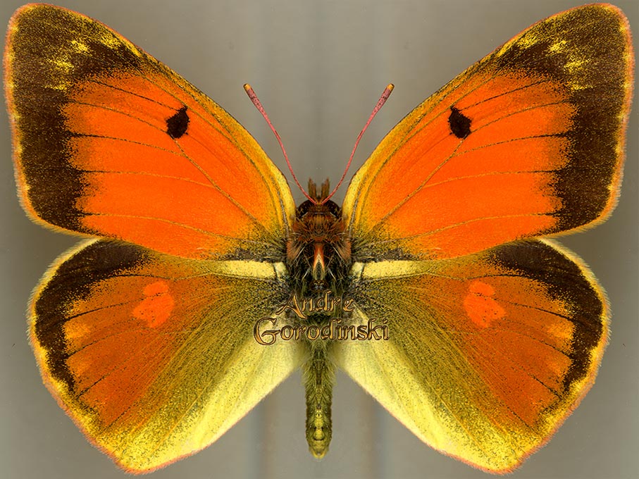 http://www.gorodinski.ru/pieridae/Colias romanovi.jpg